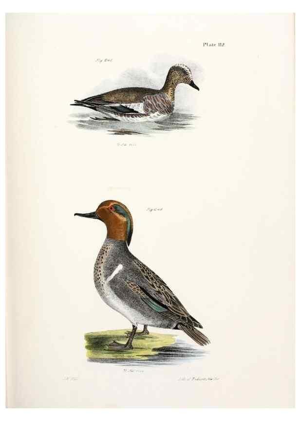 Reproducción/Reproduction 7894724856: Zoology of New York;. Albany :W. & A. White & J. Visscher :1842-44.