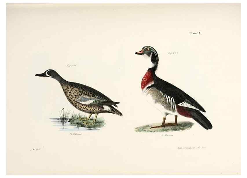 Reproducción/Reproduction 7894724164: Zoology of New York;. Albany :W. & A. White & J. Visscher :1842-44.
