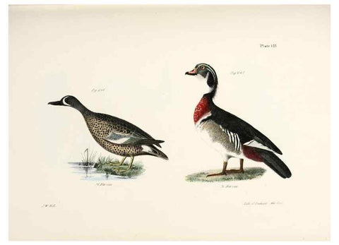 Reproducción/Reproduction 7894724164: Zoology of New York;. Albany :W. & A. White & J. Visscher :1842-44.