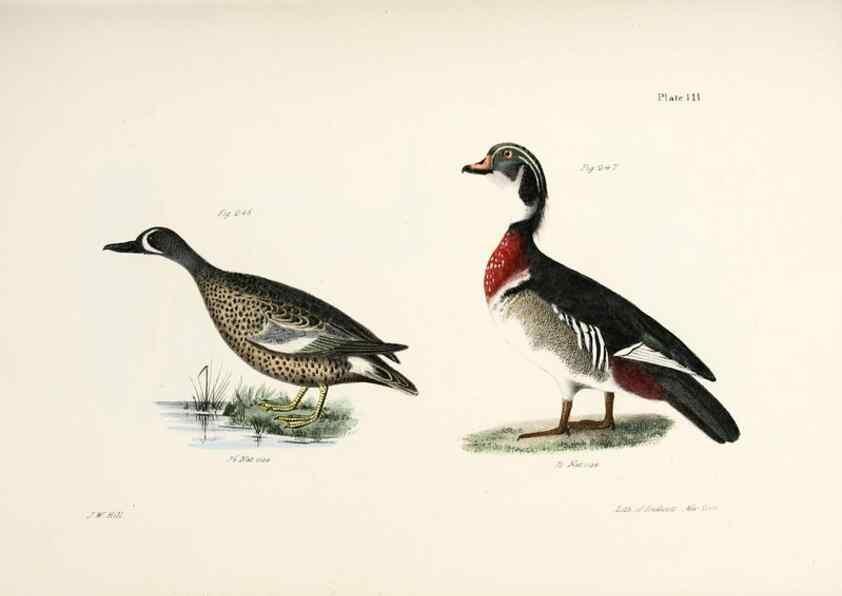 Reproducción/Reproduction 7894724164: Zoology of New York;. Albany :W. & A. White & J. Visscher :1842-44.