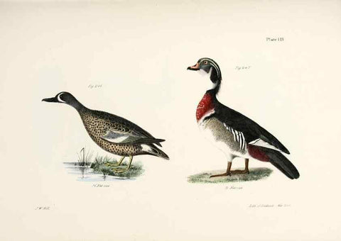 Reproducción/Reproduction 7894724164: Zoology of New York;. Albany :W. & A. White & J. Visscher :1842-44.