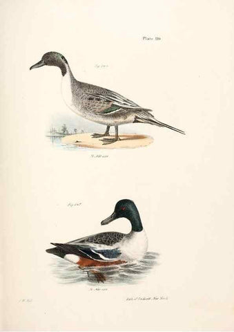 Reproducción/Reproduction 7894723534: Zoology of New York;. Albany :W. & A. White & J. Visscher :1842-44.