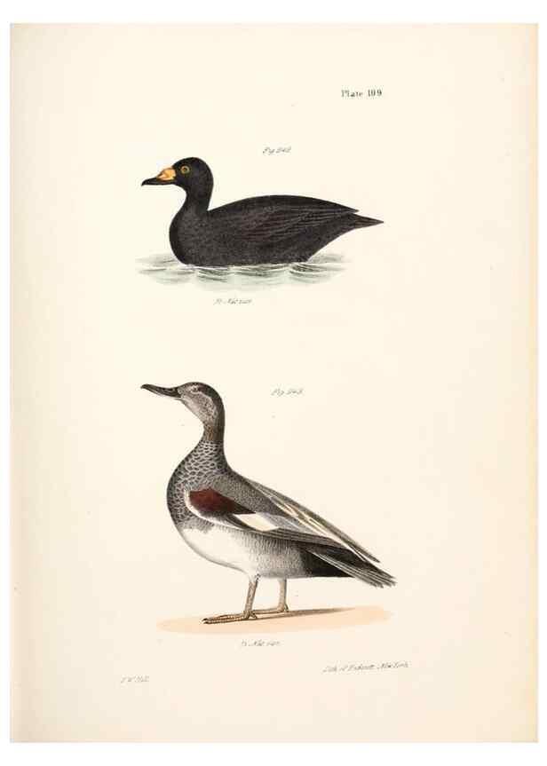 Reproducción/Reproduction 7894722848: Zoology of New York;. Albany :W. & A. White & J. Visscher :1842-44.