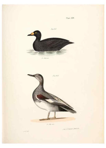 Reproducción/Reproduction 7894722848: Zoology of New York;. Albany :W. & A. White & J. Visscher :1842-44.