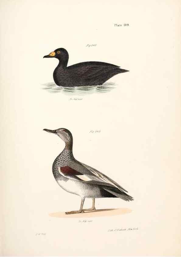 Reproducción/Reproduction 7894722848: Zoology of New York;. Albany :W. & A. White & J. Visscher :1842-44.