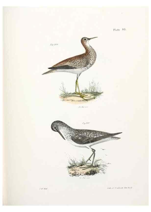 Reproducción/Reproduction 7894711324: Zoology of New York;. Albany :W. & A. White & J. Visscher :1842-44.