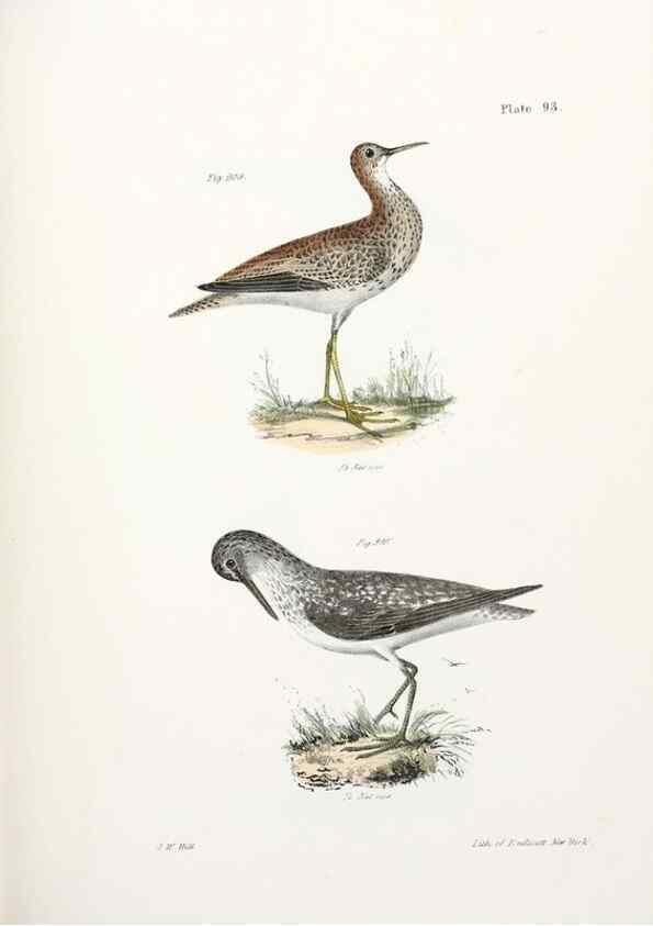Reproducción/Reproduction 7894711324: Zoology of New York;. Albany :W. & A. White & J. Visscher :1842-44.