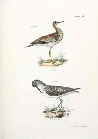 Reproducción/Reproduction 7894711324: Zoology of New York;. Albany :W. & A. White & J. Visscher :1842-44.