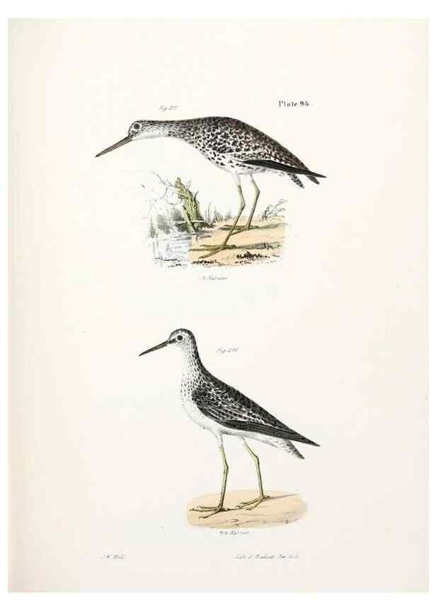 Reproducción/Reproduction 7894711982: Zoology of New York;. Albany :W. & A. White & J. Visscher :1842-44.