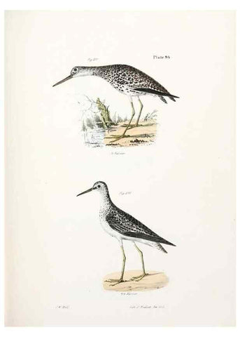 Reproducción/Reproduction 7894711982: Zoology of New York;. Albany :W. & A. White & J. Visscher :1842-44.