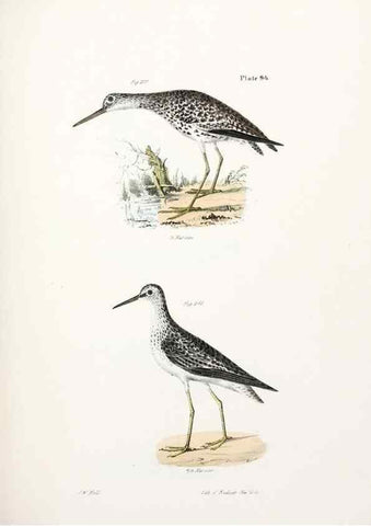 Reproducción/Reproduction 7894711982: Zoology of New York;. Albany :W. & A. White & J. Visscher :1842-44.