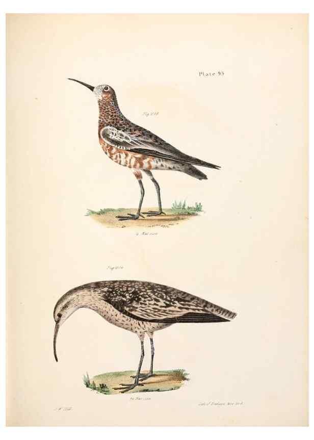 Reproducción/Reproduction 7894712716: Zoology of New York;. Albany :W. & A. White & J. Visscher :1842-44.