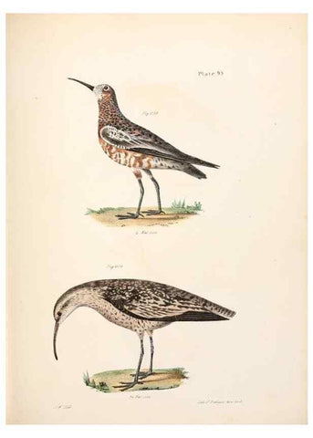 Reproducción/Reproduction 7894712716: Zoology of New York;. Albany :W. & A. White & J. Visscher :1842-44.