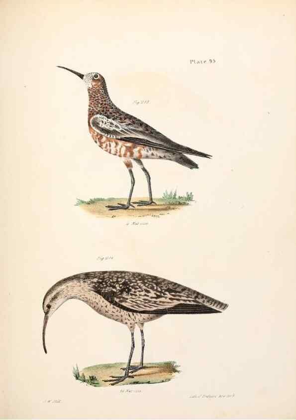 Reproducción/Reproduction 7894712716: Zoology of New York;. Albany :W. & A. White & J. Visscher :1842-44.