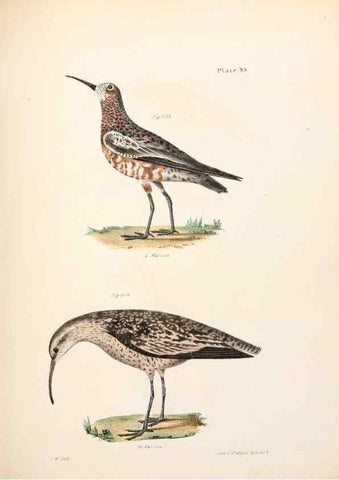 Reproducción/Reproduction 7894712716: Zoology of New York;. Albany :W. & A. White & J. Visscher :1842-44.