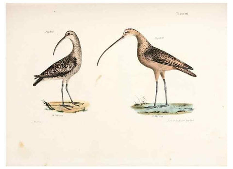 Reproducción/Reproduction 7894713400: Zoology of New York;. Albany :W. & A. White & J. Visscher :1842-44.