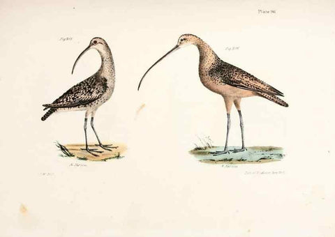 Reproducción/Reproduction 7894713400: Zoology of New York;. Albany :W. & A. White & J. Visscher :1842-44.