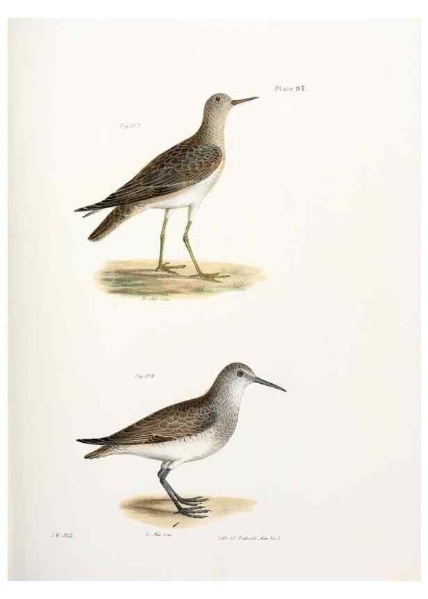 Reproducción/Reproduction 7894714076: Zoology of New York;. Albany :W. & A. White & J. Visscher :1842-44.