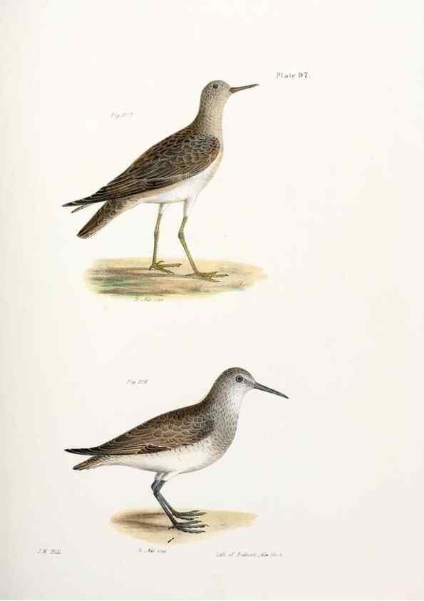 Reproducción/Reproduction 7894714076: Zoology of New York;. Albany :W. & A. White & J. Visscher :1842-44.