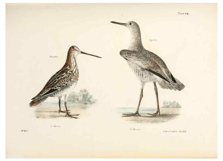 Reproducción/Reproduction 7894714718: Zoology of New York;. Albany :W. & A. White & J. Visscher :1842-44.