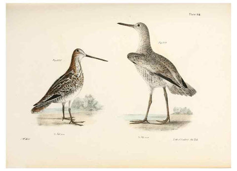 Reproducción/Reproduction 7894714718: Zoology of New York;. Albany :W. & A. White & J. Visscher :1842-44.