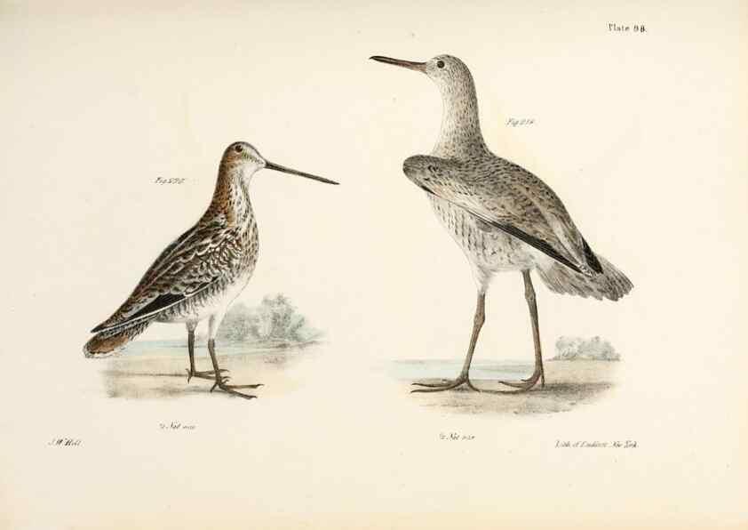 Reproducción/Reproduction 7894714718: Zoology of New York;. Albany :W. & A. White & J. Visscher :1842-44.