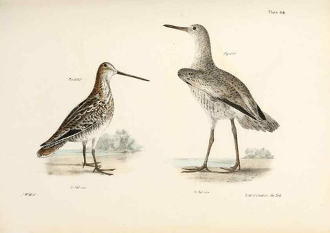 Reproducción/Reproduction 7894714718: Zoology of New York;. Albany :W. & A. White & J. Visscher :1842-44.