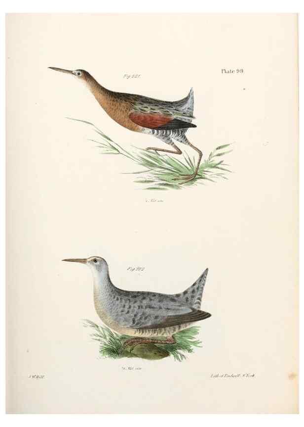 Reproducción/Reproduction 7894715424: Zoology of New York;. Albany :W. & A. White & J. Visscher :1842-44.
