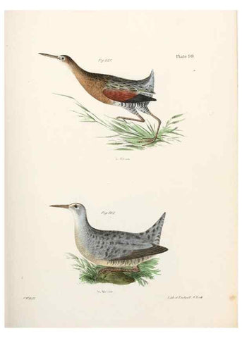 Reproducción/Reproduction 7894715424: Zoology of New York;. Albany :W. & A. White & J. Visscher :1842-44.