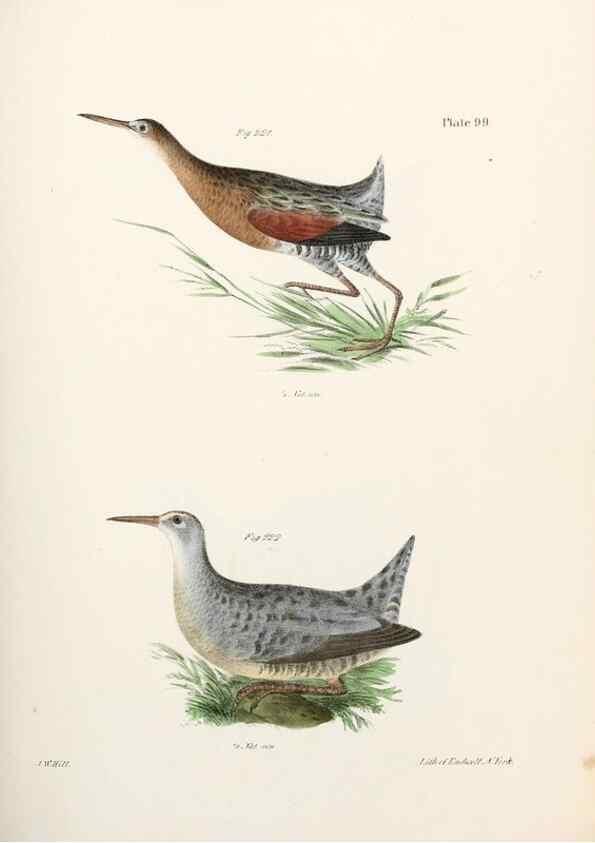 Reproducción/Reproduction 7894715424: Zoology of New York;. Albany :W. & A. White & J. Visscher :1842-44.