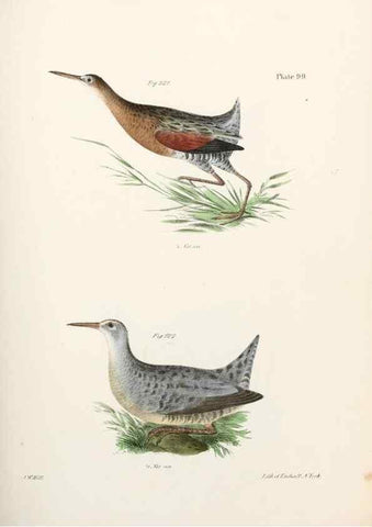 Reproducción/Reproduction 7894715424: Zoology of New York;. Albany :W. & A. White & J. Visscher :1842-44.