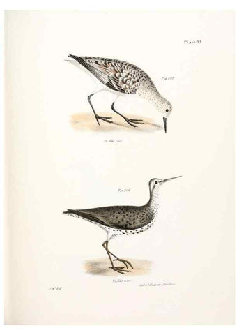 Reproducción/Reproduction 7894709360: Zoology of New York;. Albany :W. & A. White & J. Visscher :1842-44.