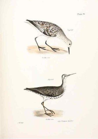 Reproducción/Reproduction 7894709360: Zoology of New York;. Albany :W. & A. White & J. Visscher :1842-44.