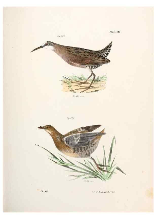 Reproducción/Reproduction 7894716314: Zoology of New York;. Albany :W. & A. White & J. Visscher :1842-44.