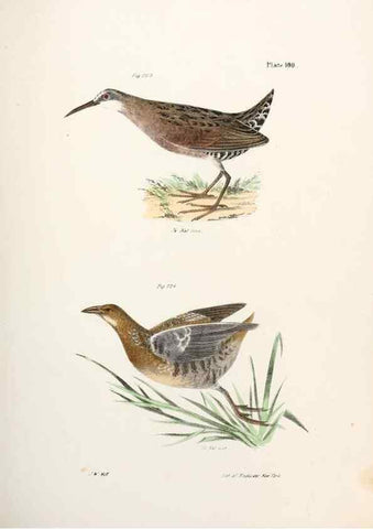 Reproducción/Reproduction 7894716314: Zoology of New York;. Albany :W. & A. White & J. Visscher :1842-44.