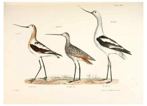 Reproducción/Reproduction 7894717692: Zoology of New York;. Albany :W. & A. White & J. Visscher :1842-44.