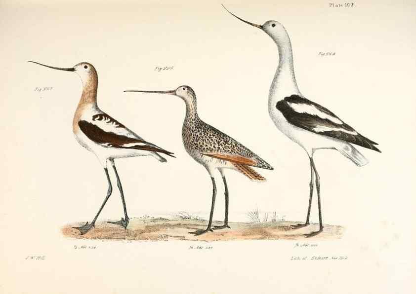 Reproducción/Reproduction 7894717692: Zoology of New York;. Albany :W. & A. White & J. Visscher :1842-44.