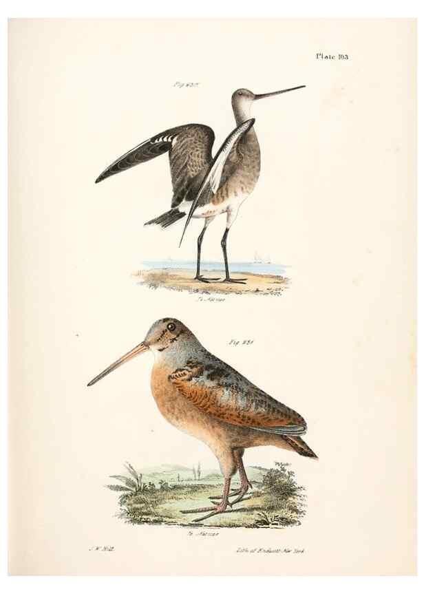 Reproducción/Reproduction 7894718492: Zoology of New York;. Albany :W. & A. White & J. Visscher :1842-44.