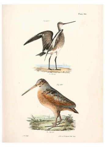 Reproducción/Reproduction 7894718492: Zoology of New York;. Albany :W. & A. White & J. Visscher :1842-44.