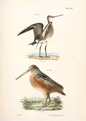 Reproducción/Reproduction 7894718492: Zoology of New York;. Albany :W. & A. White & J. Visscher :1842-44.