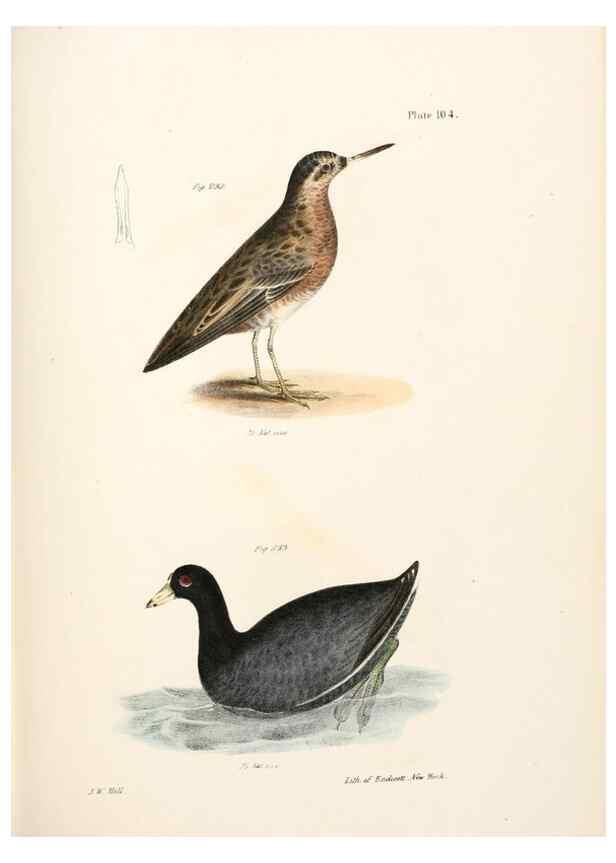Reproducción/Reproduction 7894719266: Zoology of New York;. Albany :W. & A. White & J. Visscher :1842-44.