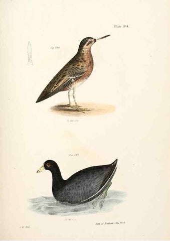 Reproducción/Reproduction 7894719266: Zoology of New York;. Albany :W. & A. White & J. Visscher :1842-44.