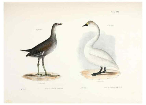 Reproducción/Reproduction 7894720242: Zoology of New York;. Albany :W. & A. White & J. Visscher :1842-44.