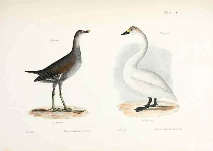 Reproducción/Reproduction 7894720242: Zoology of New York;. Albany :W. & A. White & J. Visscher :1842-44.