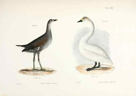 Reproducción/Reproduction 7894720242: Zoology of New York;. Albany :W. & A. White & J. Visscher :1842-44.