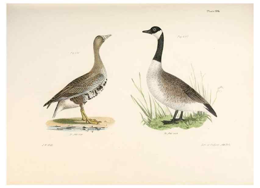 Reproducción/Reproduction 7894720910: Zoology of New York;. Albany :W. & A. White & J. Visscher :1842-44.