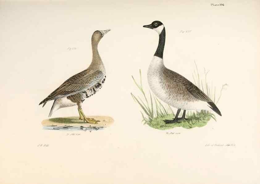 Reproducción/Reproduction 7894720910: Zoology of New York;. Albany :W. & A. White & J. Visscher :1842-44.