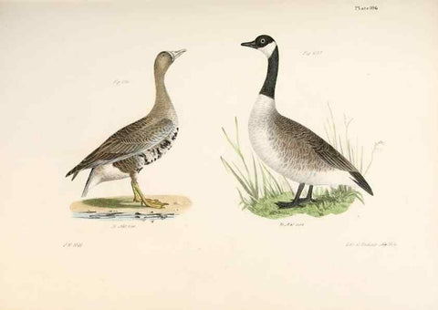 Reproducción/Reproduction 7894720910: Zoology of New York;. Albany :W. & A. White & J. Visscher :1842-44.