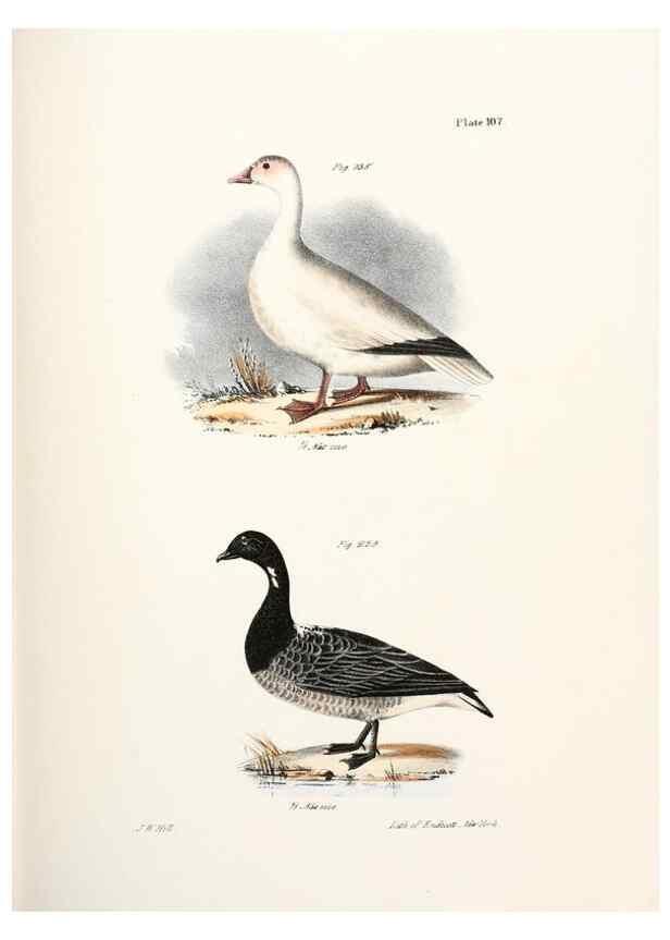 Reproducción/Reproduction 7894721492: Zoology of New York;. Albany :W. & A. White & J. Visscher :1842-44.