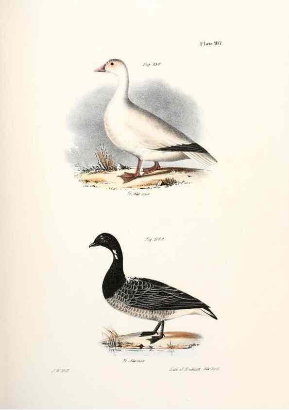 Reproducción/Reproduction 7894721492: Zoology of New York;. Albany :W. & A. White & J. Visscher :1842-44.
